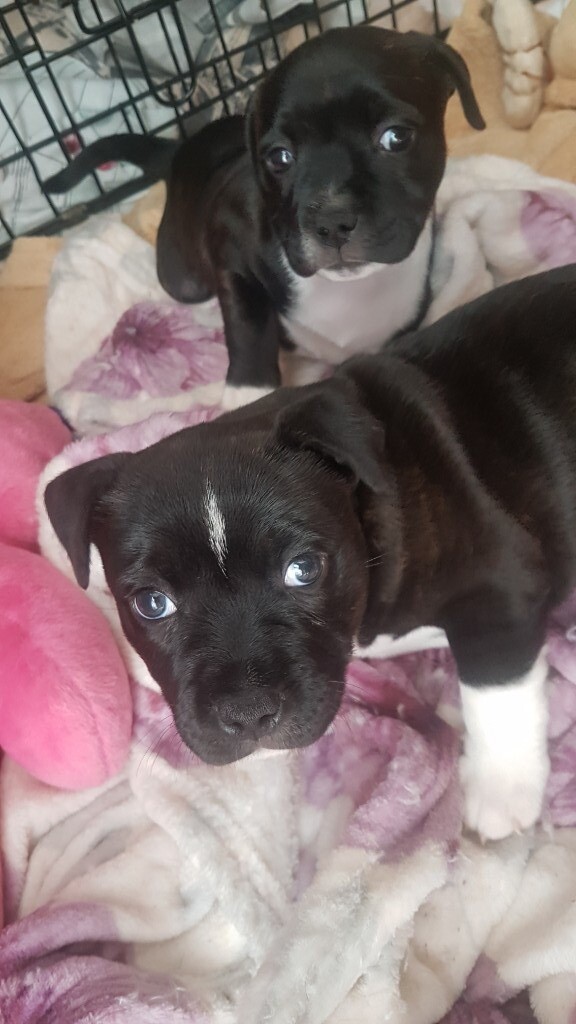 bull terrier gumtree